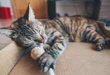 brown tabby cat lying on cardboard box