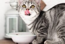 silver tabby cat in white ceramic bowl