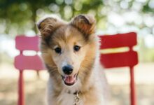 beige and white dog