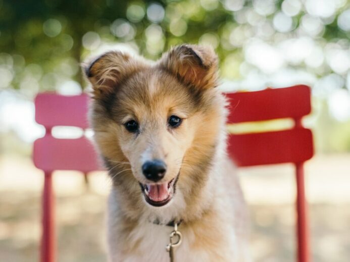 beige and white dog
