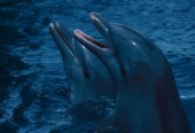 dolphin in body of water during daytime