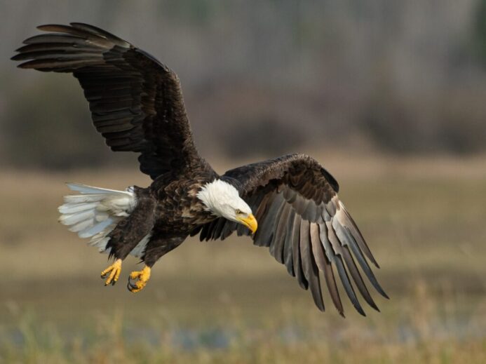 bald eagle above brown frield