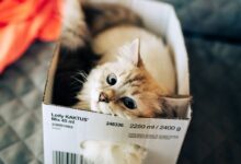 white and brown cat in white box
