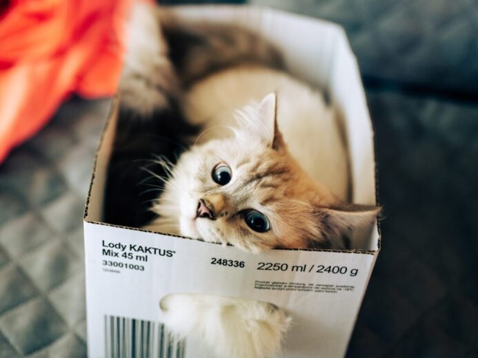 white and brown cat in white box