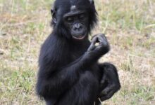 black gorilla on green grass during daytime