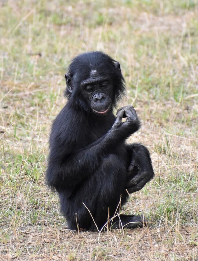 black gorilla on green grass during daytime