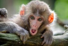 brown coated monkey on branch