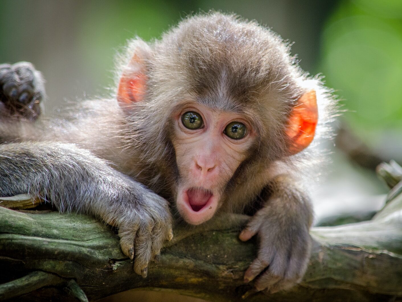 brown coated monkey on branch