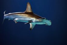 hammerhead shark