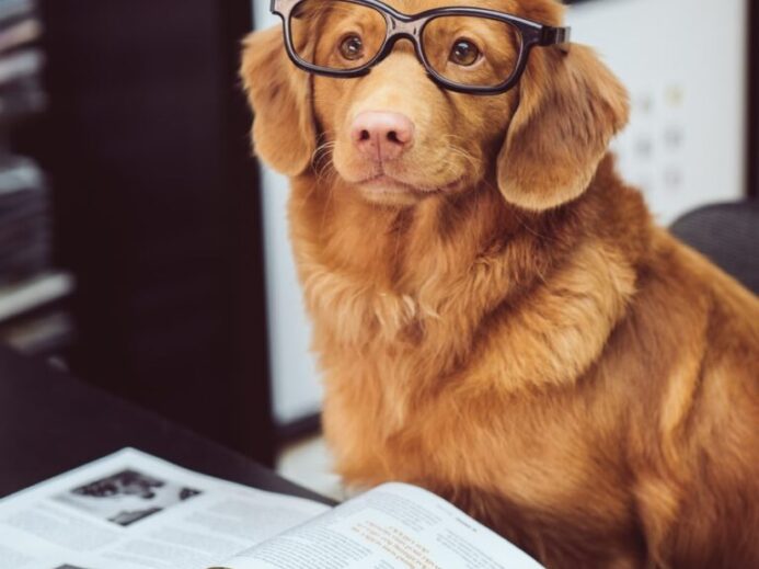 dog sitting in front of book