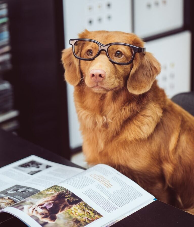 dog sitting in front of book