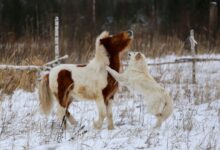 A Dog Playing with a Pony