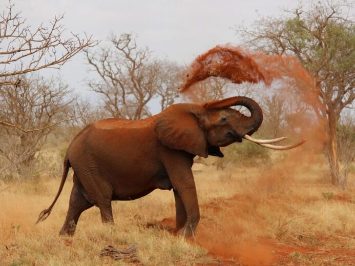 kikatani