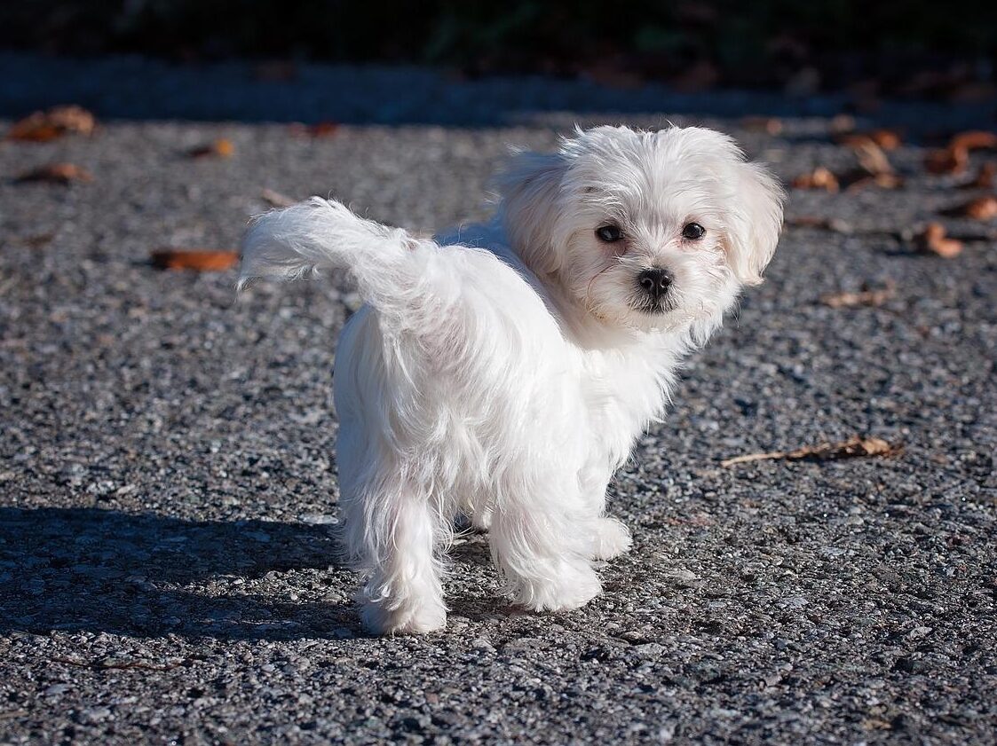 Pezibear