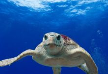 caretta