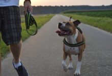 Crazypitbull