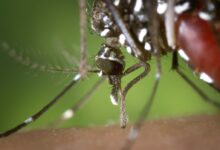 tiger mosquito