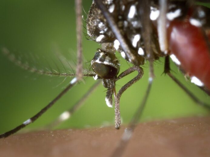 tiger mosquito