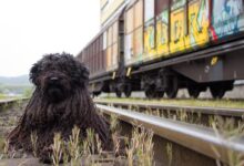 dog train