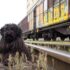 dog train