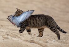 cat with bird