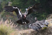 two birds fighting during daytime