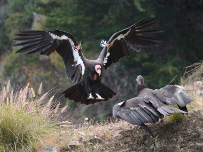 two birds fighting during daytime