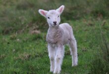 white and gray sheep lamb