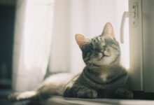 brown tabby cat lying on white textile