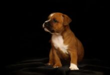 Stafinka