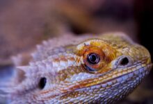 Zonc_Photos