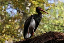 black stork