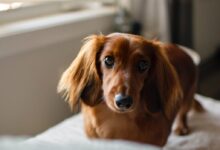 brown dachshund on white textile