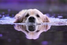 pet1/