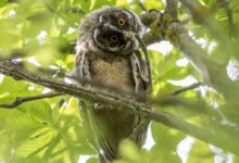 Brown Owl on Tree Branch