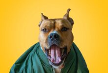 dog wearing green zip-up jacket
