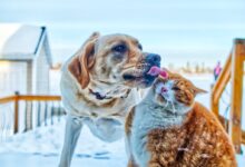 brown and white short coated dog running on snow covered ground during daytime