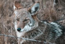 selective focus photography of gray and white wolf during daytime