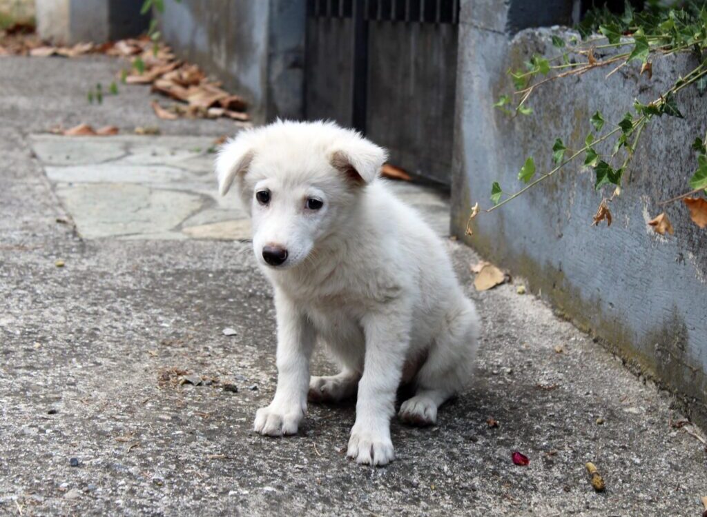 white short coated dog on gray concrete floor