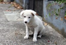 white short coated dog on gray concrete floor