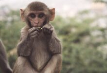 selective photo of brown and white primate