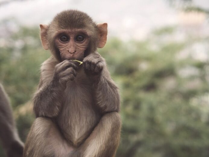 selective photo of brown and white primate