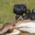 selective focus photography of black birds on lying animal