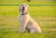 yellow labrador retriever puppy on green grass field during daytime