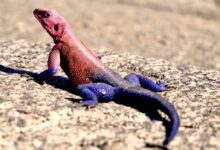 purple and red lizard on ground
