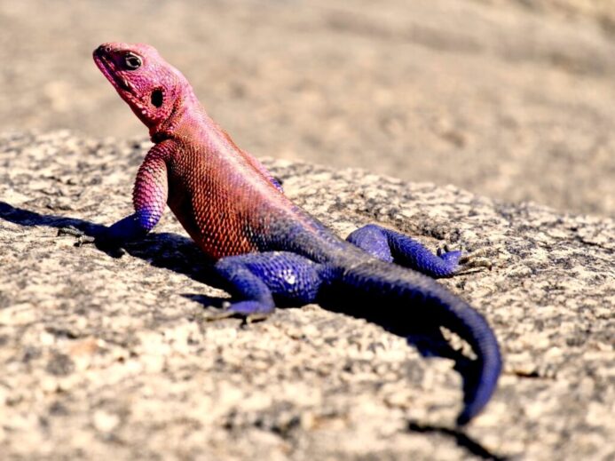 purple and red lizard on ground
