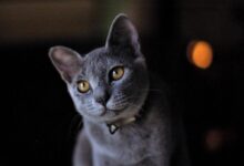 Photo by tasukaran