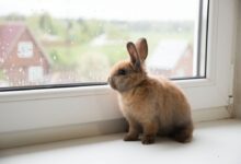 brown rabbit on window during daytime