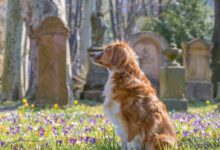 dog funeral