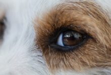 white and brown long coated dog